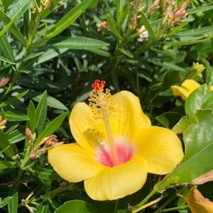 Meet your Posher, Houda